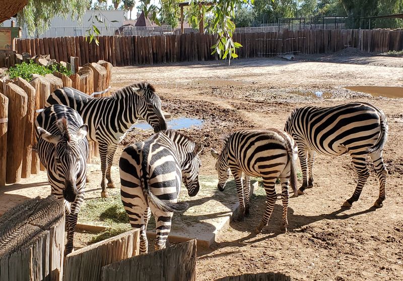 Rides, Sky Lifts, And Amusement Park Extras