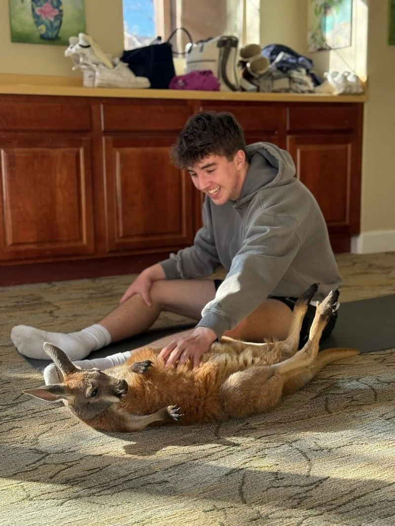 Adult Kangaroo Feeding: When a Wild Animal Walks Right Up to You