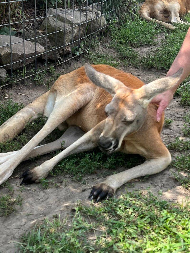 Kangaroo and close-contact encounters