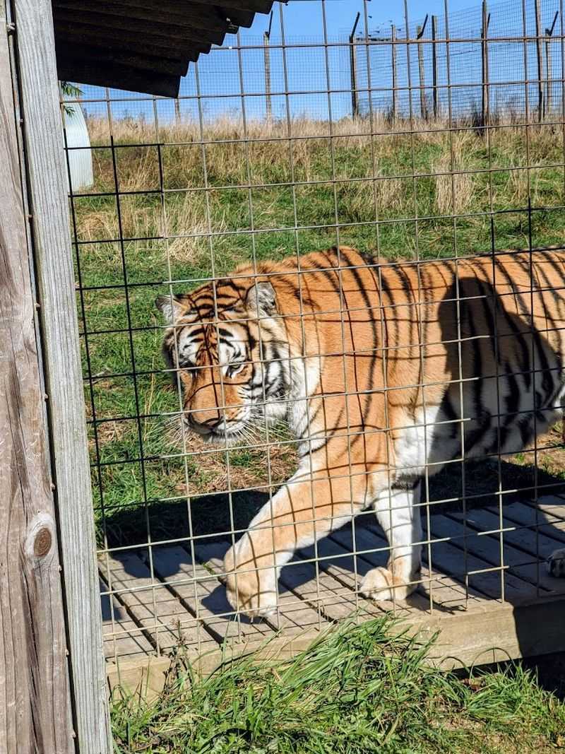Kangaroos And Tigers Round Out The Experience