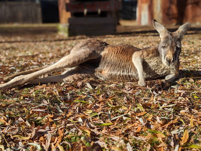 Kangaroos Beside The Walking Path Kangaroos Beside The Walking Path