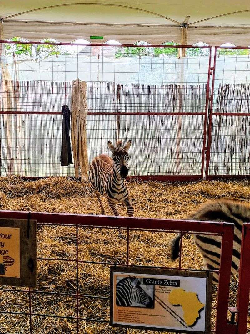 Kangaroos, Camels, And Cows