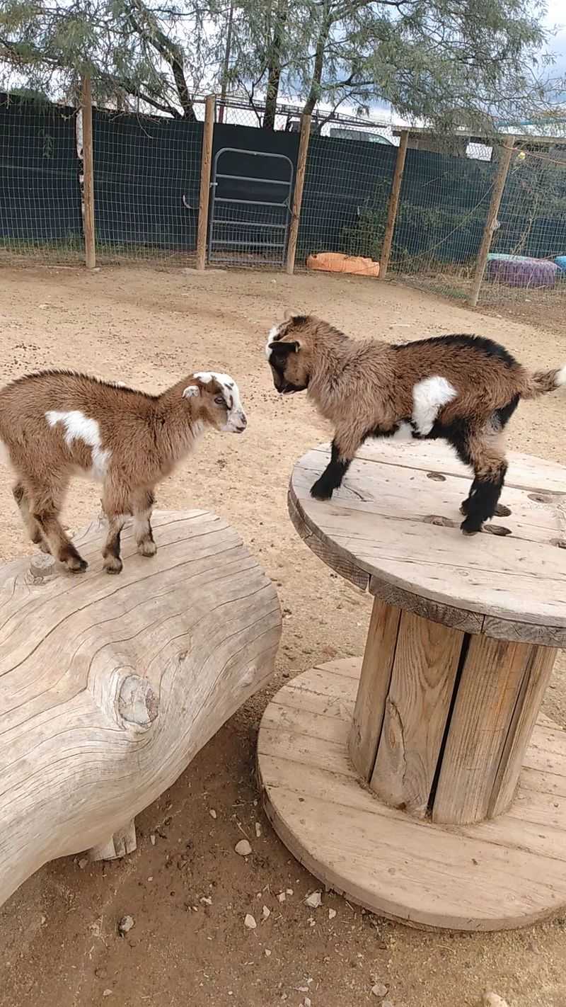 Kangaroos, Goats, and the Friendliest Turkey Around Kangaroos, Goats, and the Friendliest Turkey Around