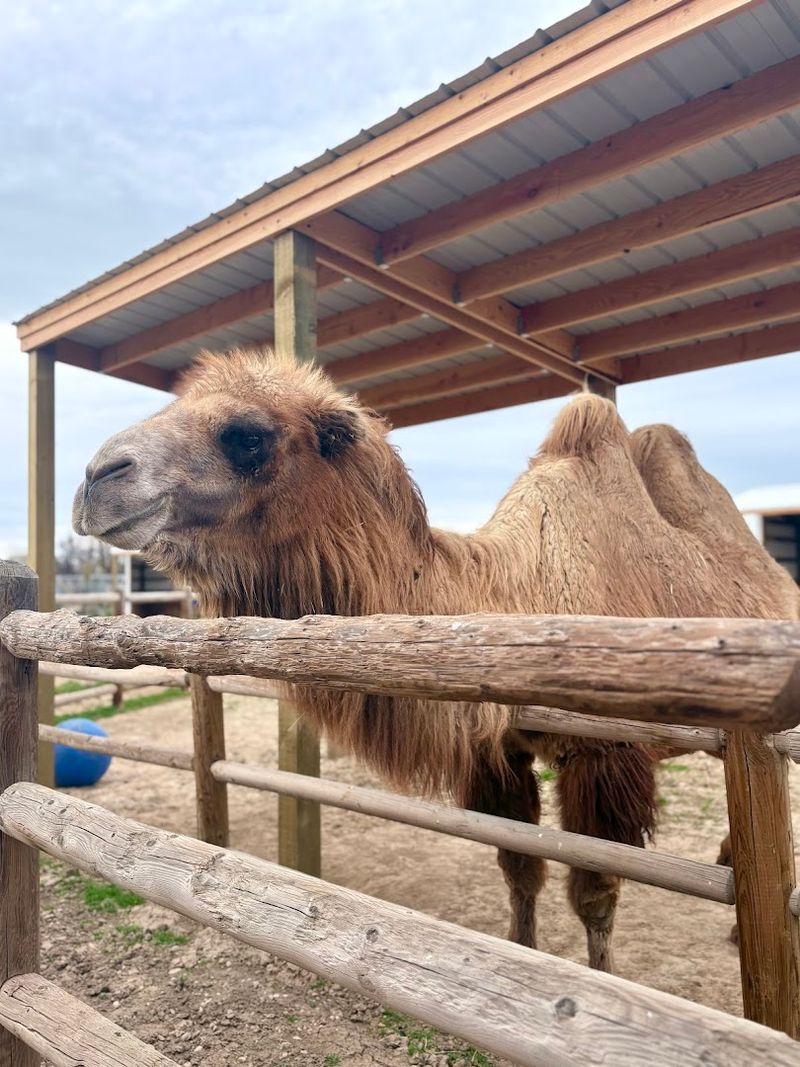 Camels That Will Steal Your Heart (And Maybe Your Hat)