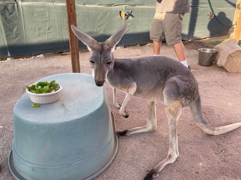 Kangaroos In The Desert