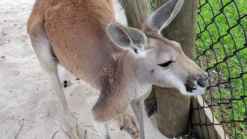 Kangaroos That Hop Right Into Your Day Kangaroos That Hop Right Into Your Day