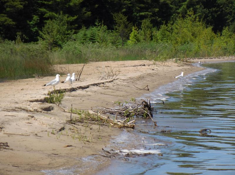 Birdlife And Subtle Encounters