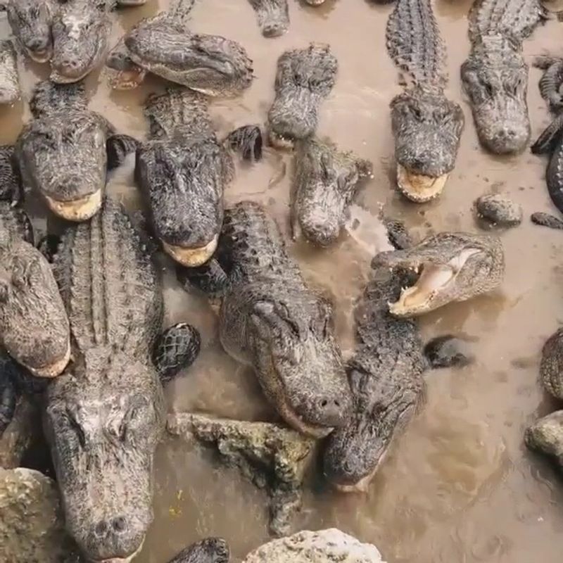 Spot Alligators On The Anhinga Trail
