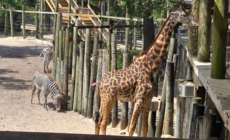 Expedition Africa: Giraffes, Rhinos, And Big Skies