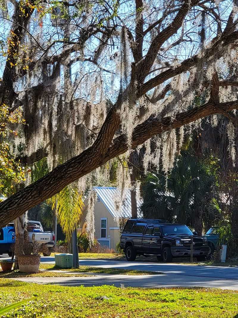 Sunset Stroll On Citrus Avenue