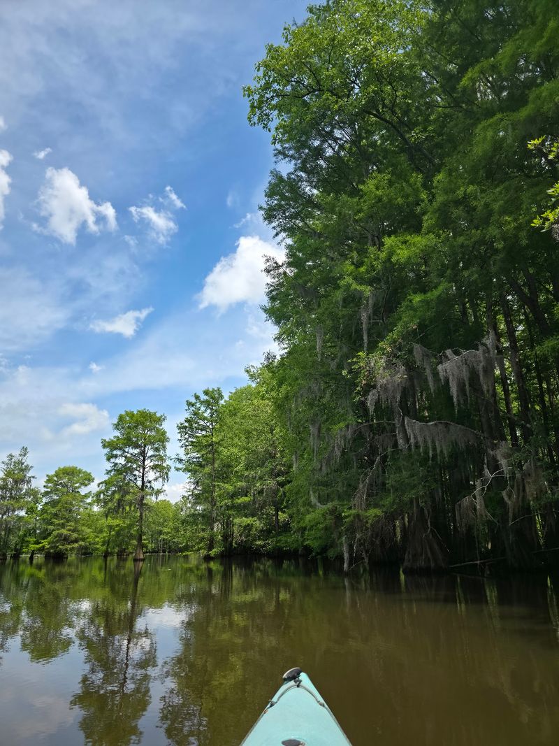 Kayaking Through Living Swamps
