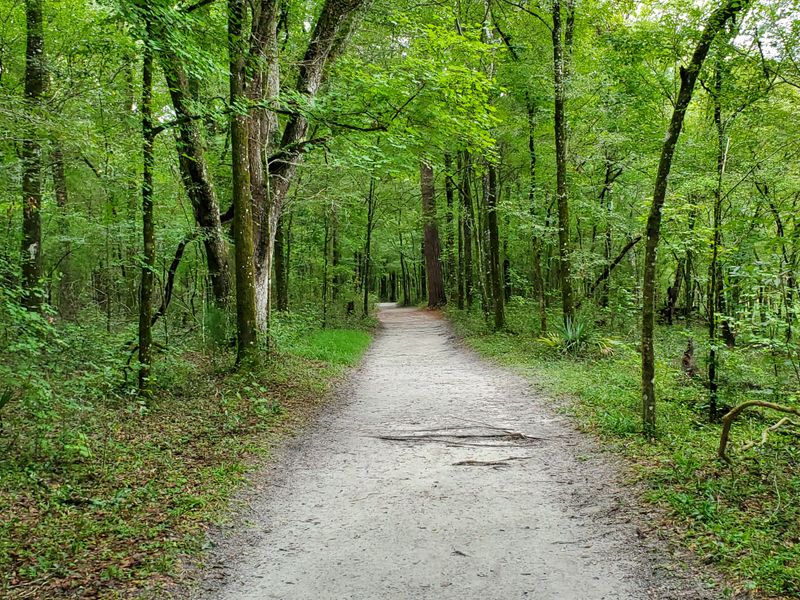 Wildlife Watch: Turtles, Gar, And Shy Company