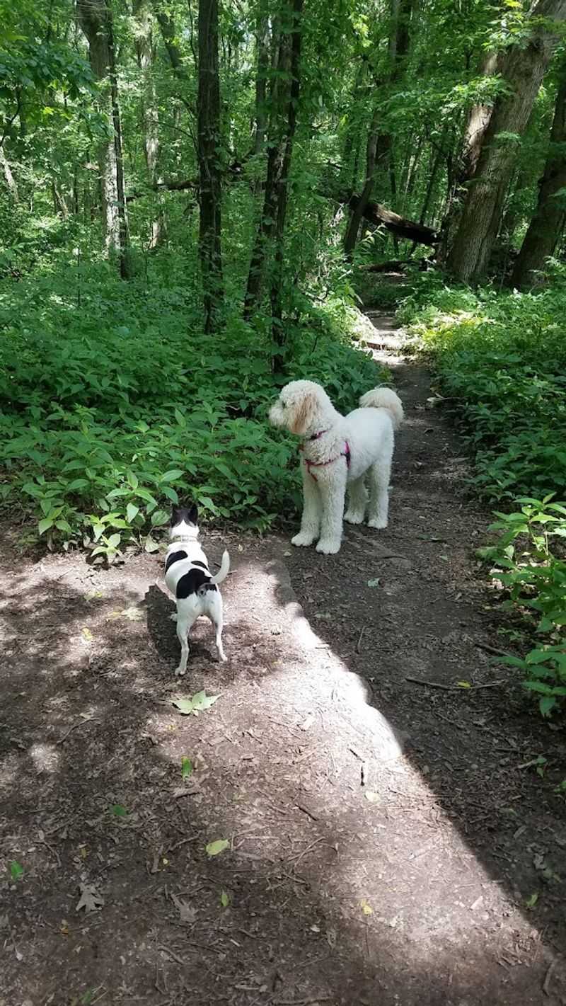 Keep Dogs Happily Separate From The Beach