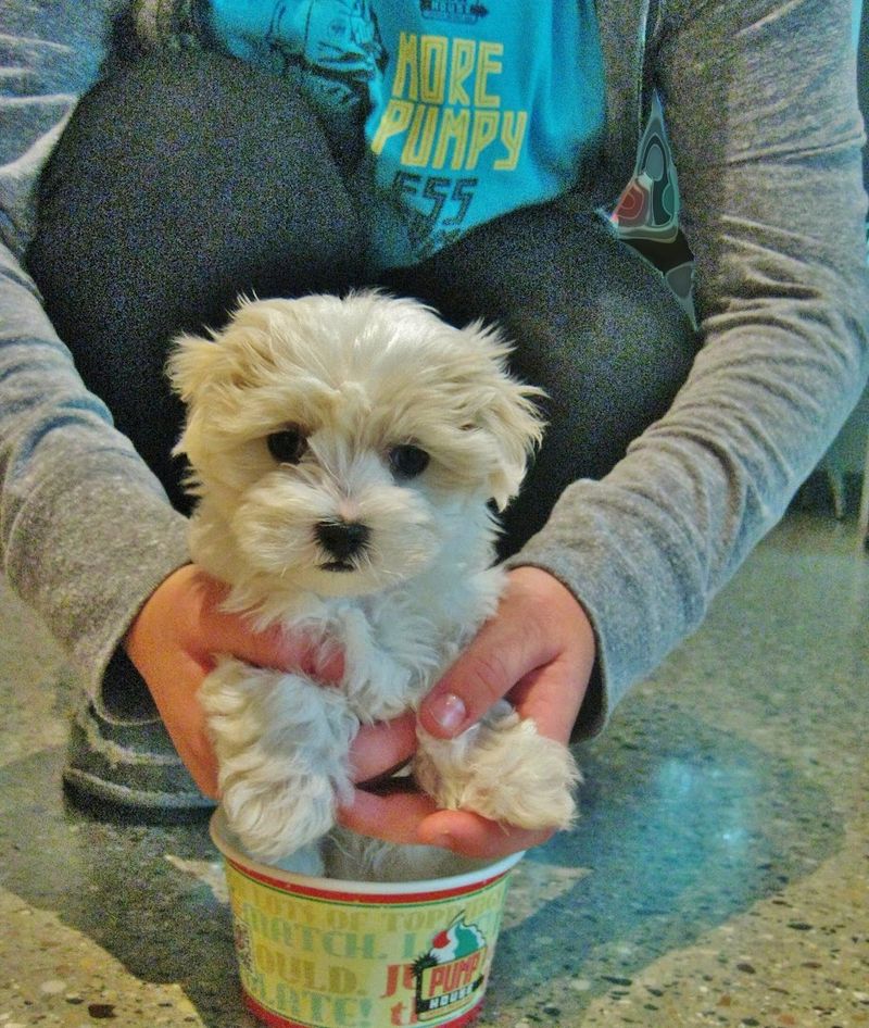 Bring The Dog And A Sense Of Play