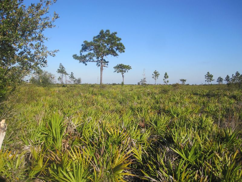 Keep Your Binoculars Handy For Cranes, Eagles, And Caracaras
