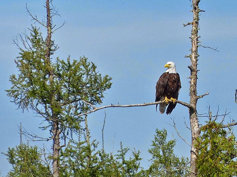 Keep Your Eyes Open For The Wildlife Here
