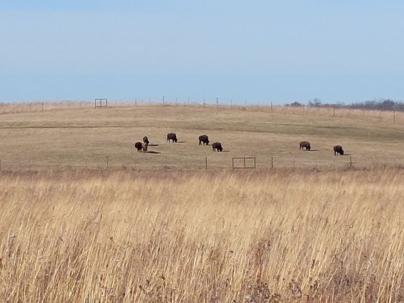 Keep at Least 100 Feet Between You and the Bison Keep at Least 100 Feet Between You and the Bison