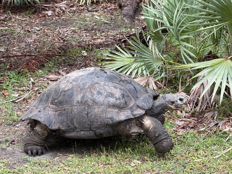 Keeper Talks And Animal Encounters