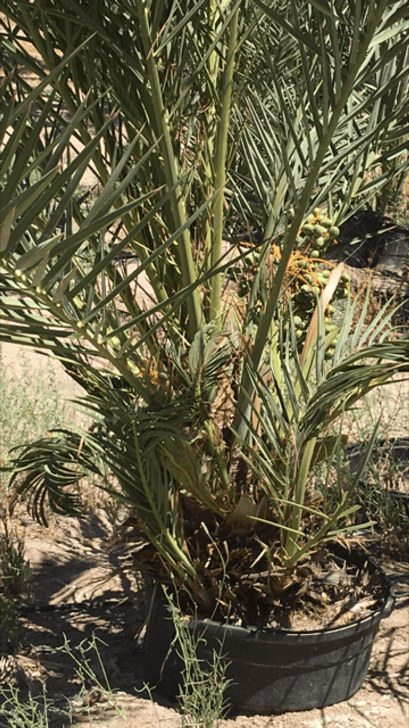 Keeping It Organic In The Desert