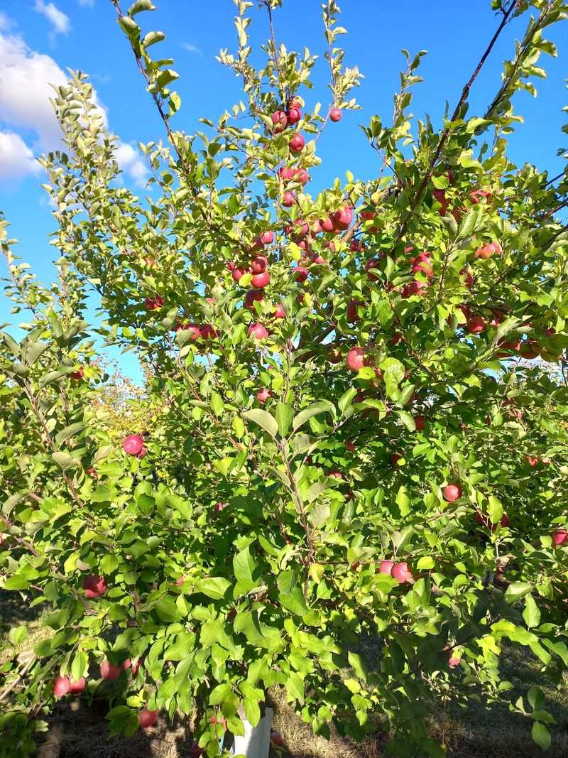 Keller's Farmstand (Oswego, IL)