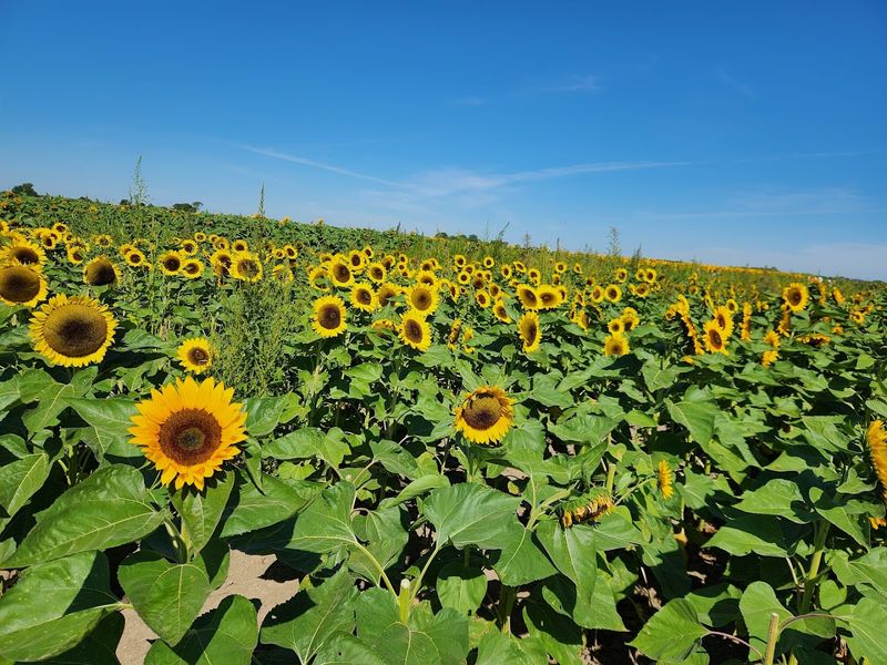 Keller's Farmstand, Oswego Keller's Farmstand, Oswego