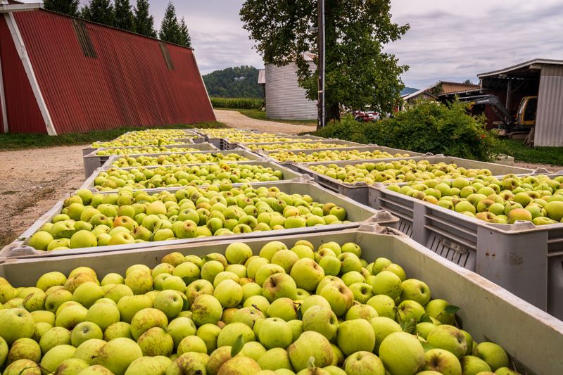 Kent Lake Road Hands You Off To The Orchard