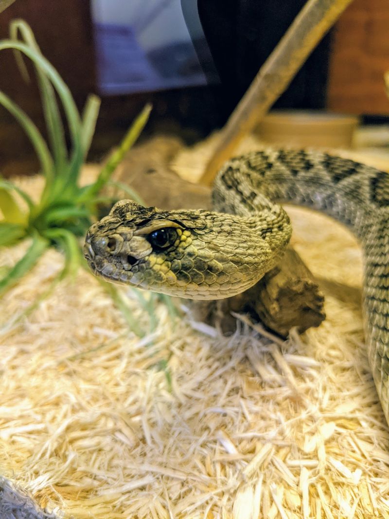 Kentucky Reptile Zoo