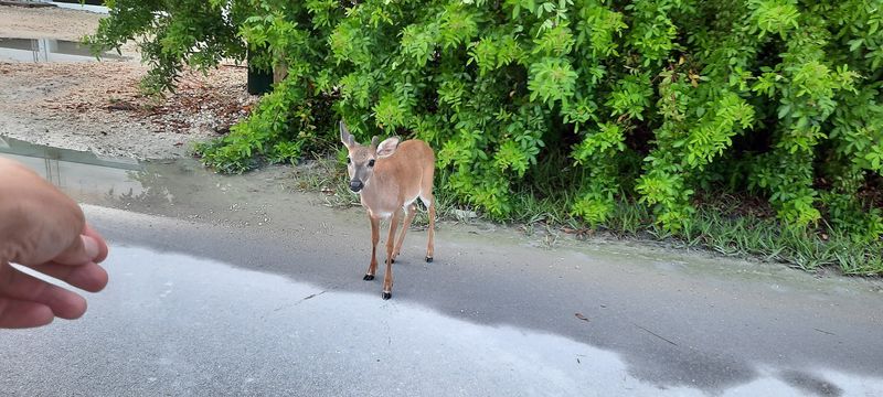 Big Pine Key, FL 33043