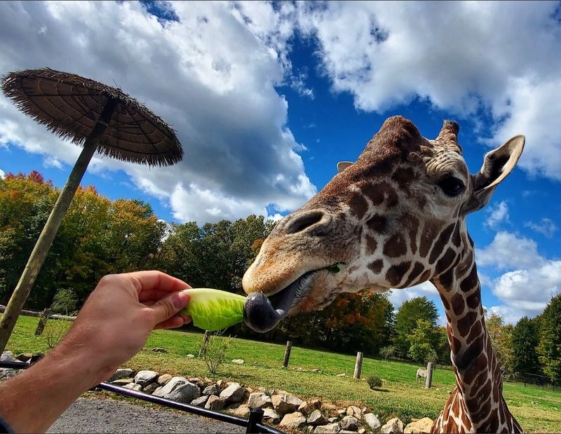 Keystone Safari, Grove City, Pennsylvania