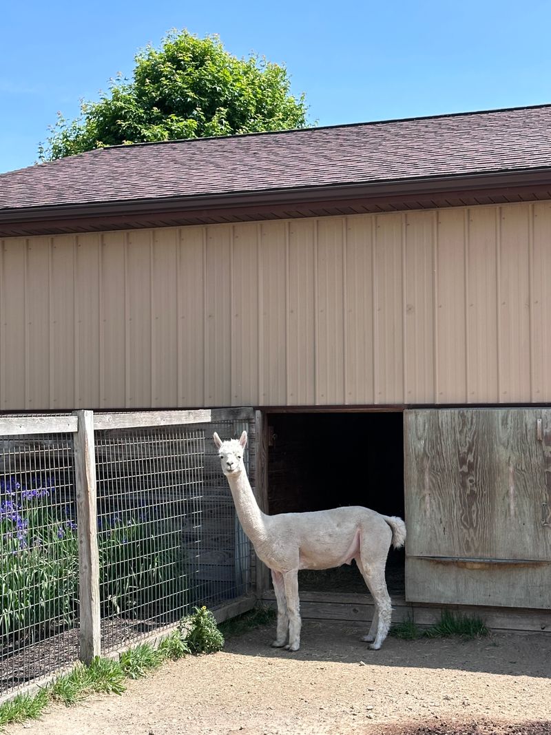 Feeding Beyond Giraffes