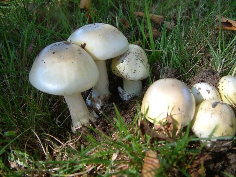 Death Cap Mushrooms: Forest Fatality