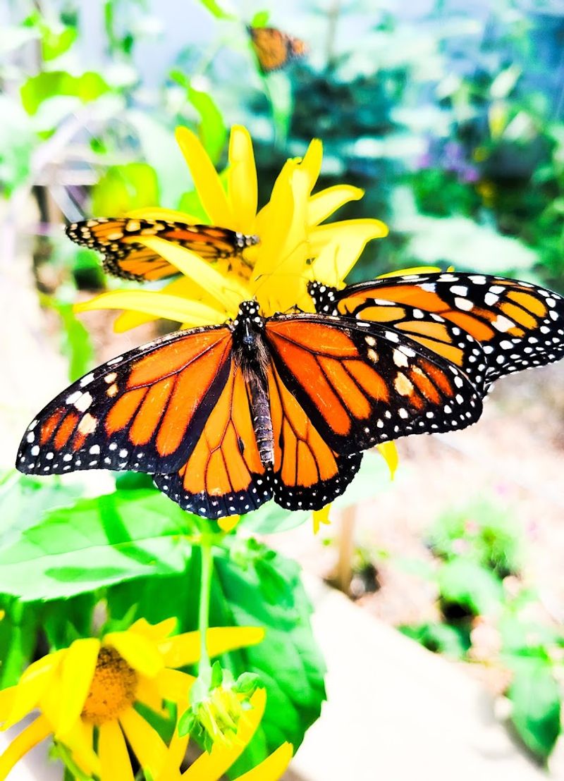 Penguin Feeding And Butterfly Exhibit