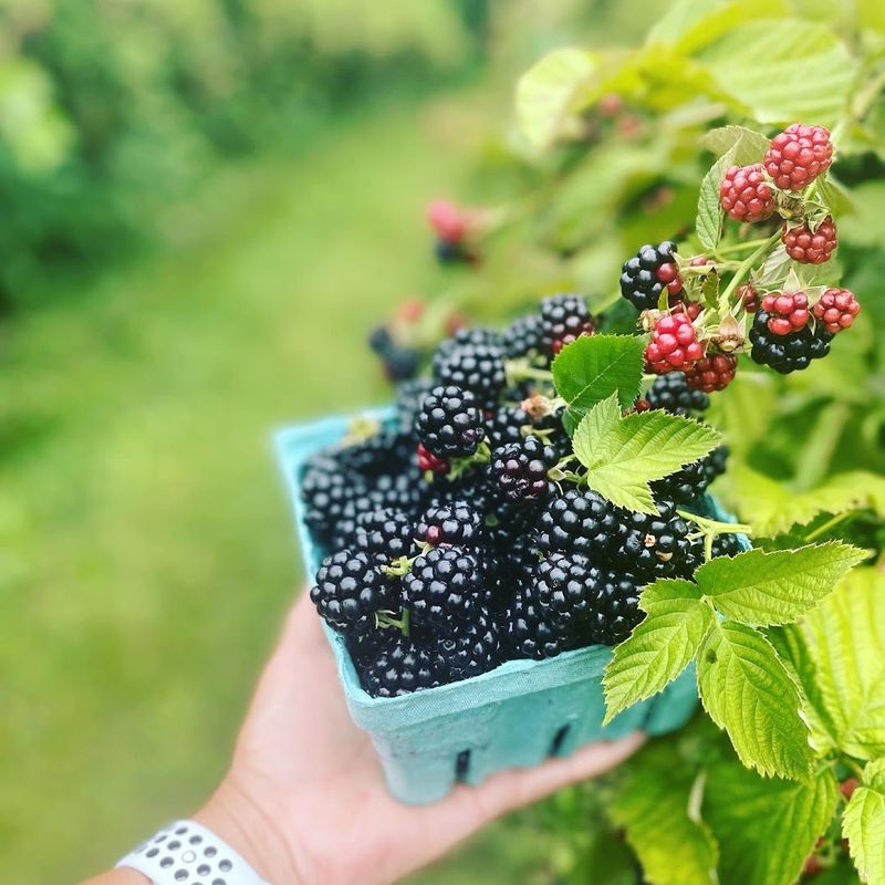 The Orchard's Integrated Pest Management Adds To The Appeal