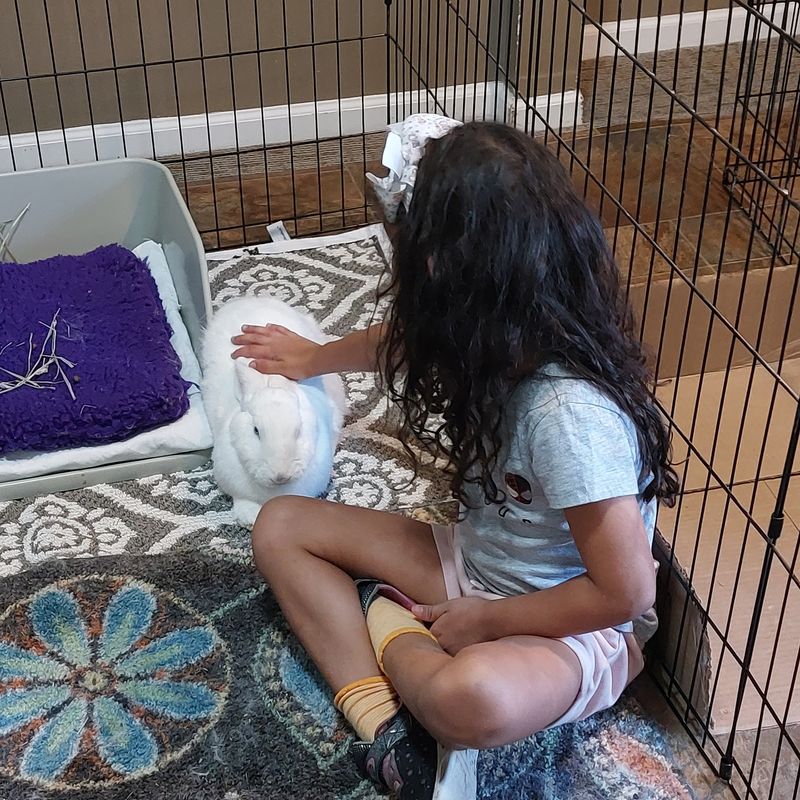 Kids Can Help Shy Bunnies Learn To Trust People