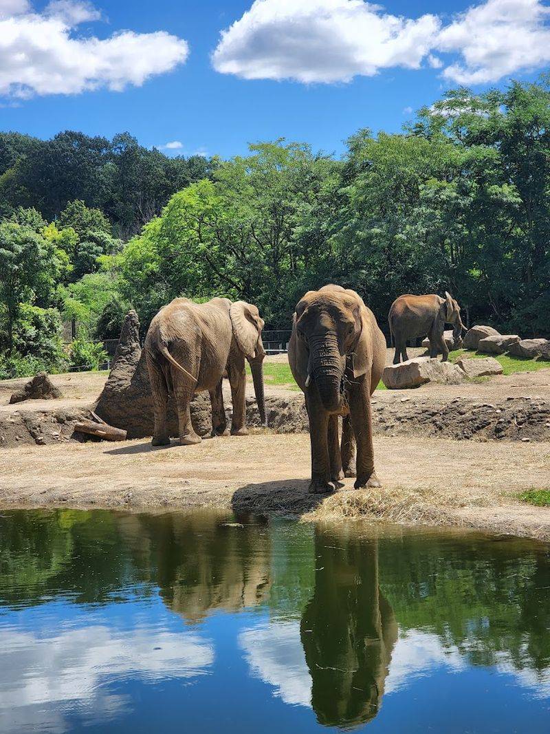 Elephant Herd of Five Is One of the Largest in the Region