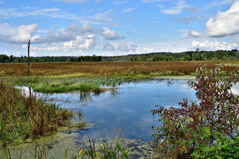 Killbuck Marsh Wildlife Area, Shreve