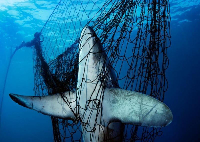Shark: Apex Predator, Maximum Risk
