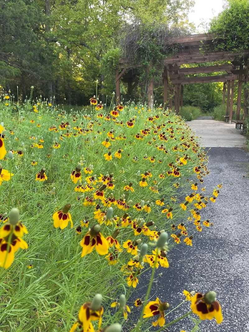 Gaston Wildflower Garden Trail, Bull Shoals