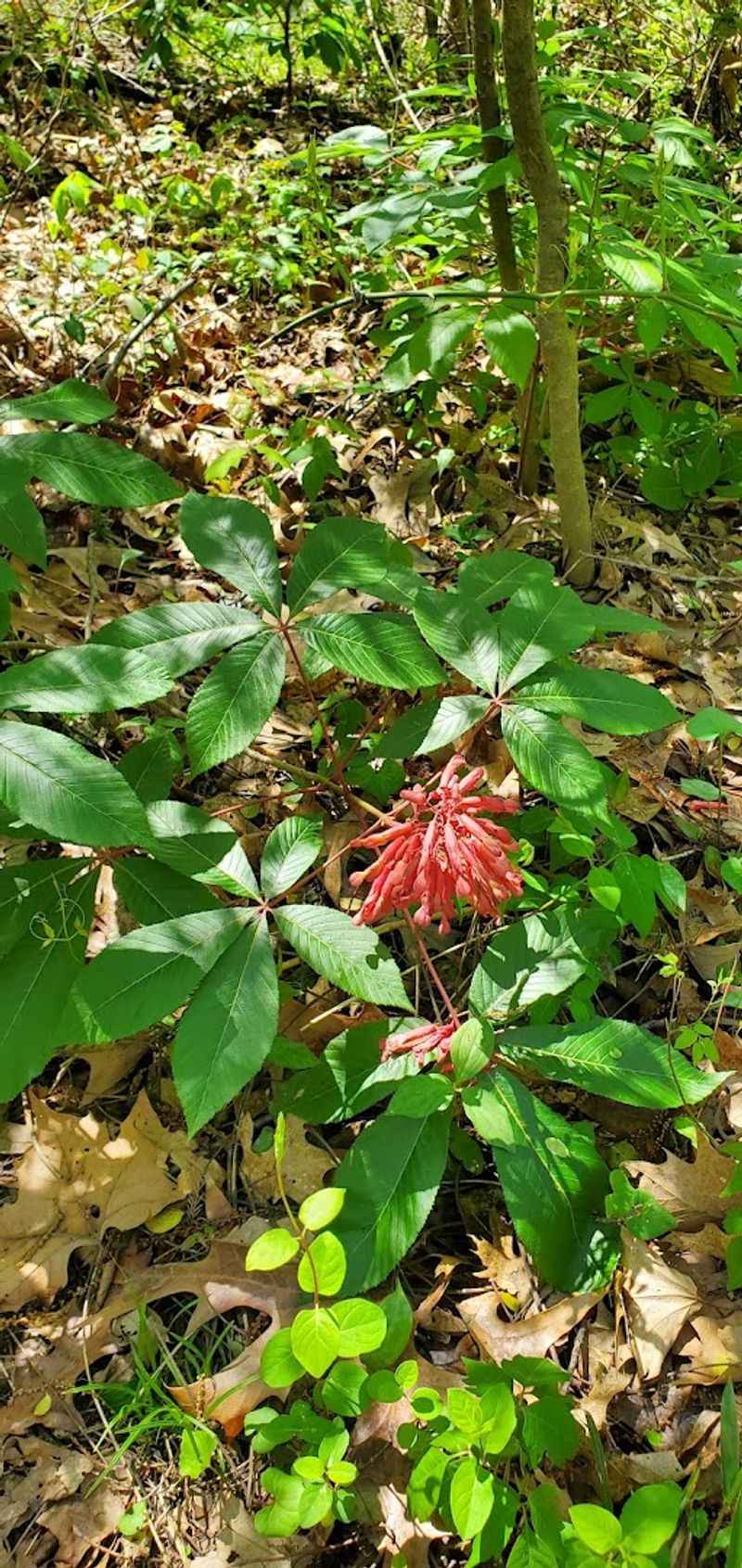 Kingfisher Trail, Roland Kingfisher Trail, Roland