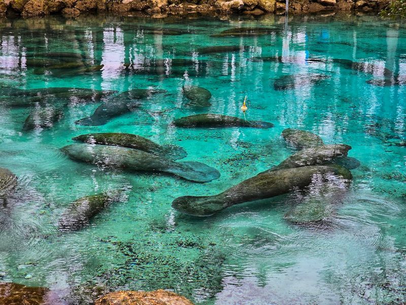 Kings Bay Is The Heart Of The Manatee World In Crystal River