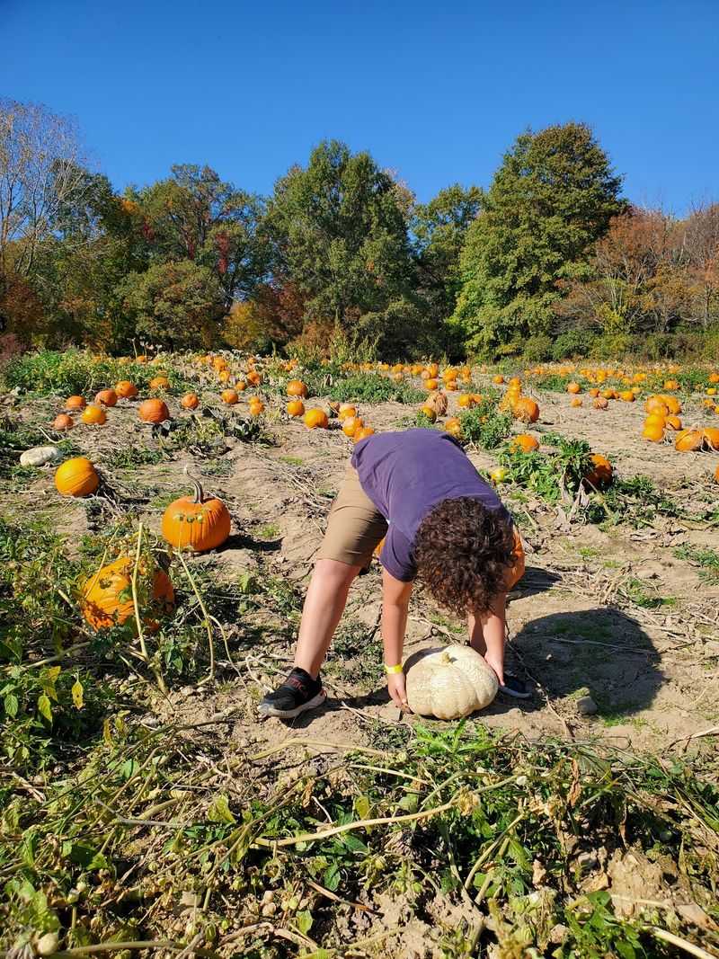 Kingsway Pumpkin Farm, Hartville