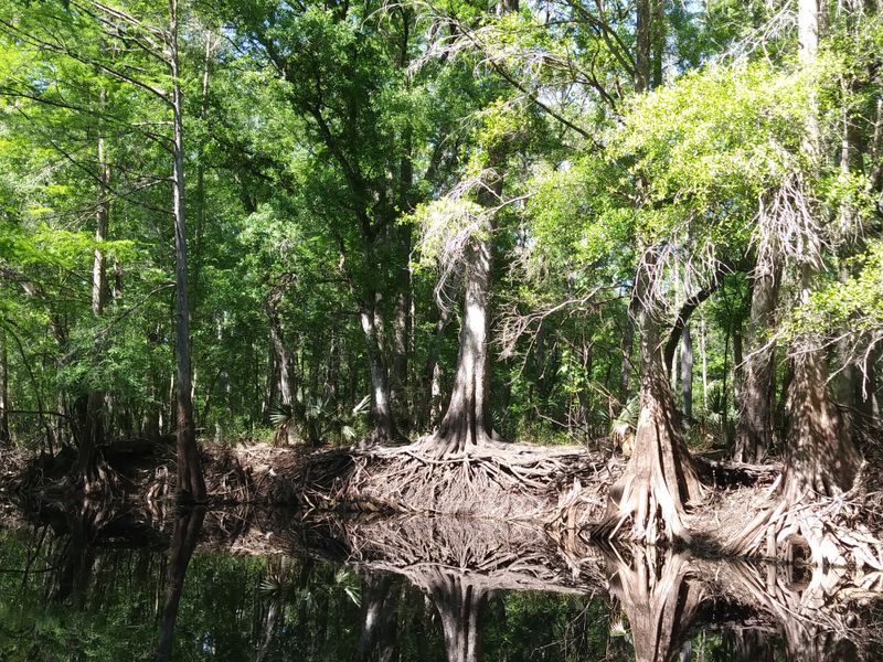Green Swamp Wilderness Preserve — Central Florida