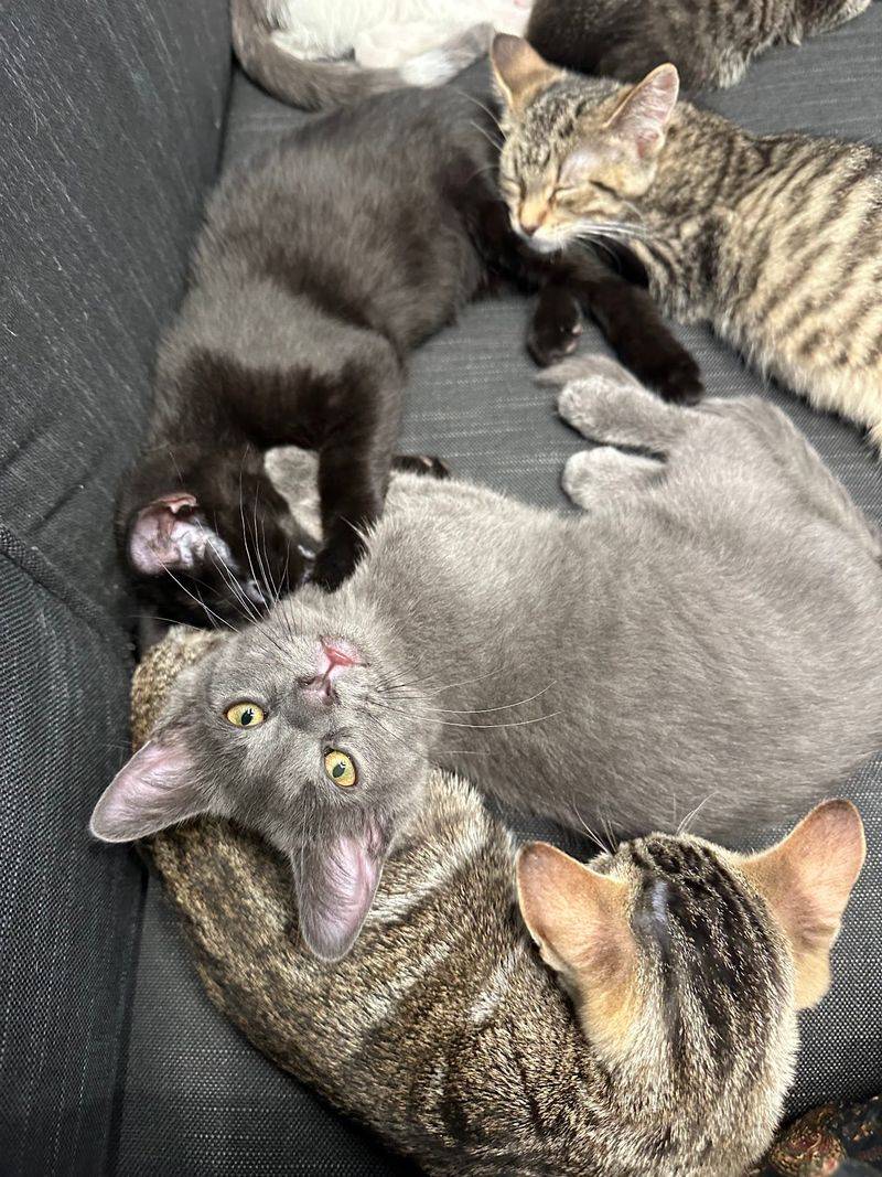 Kittens, Nappers, And One Permanent Resident Named Leo