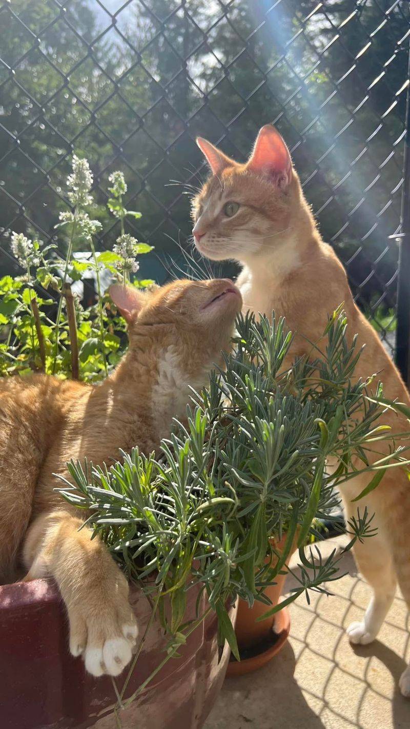 Kitty City and the Cats Who Rule It