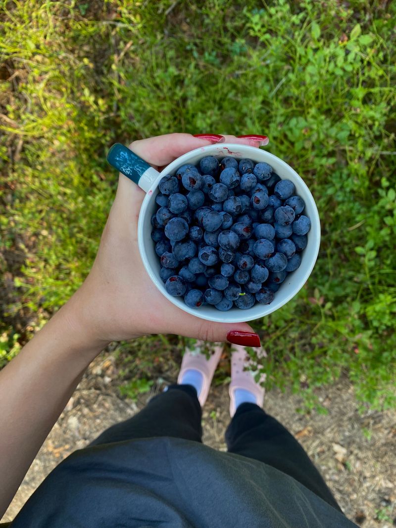 Know The Berry Season And Landscape Know The Berry Season And Landscape