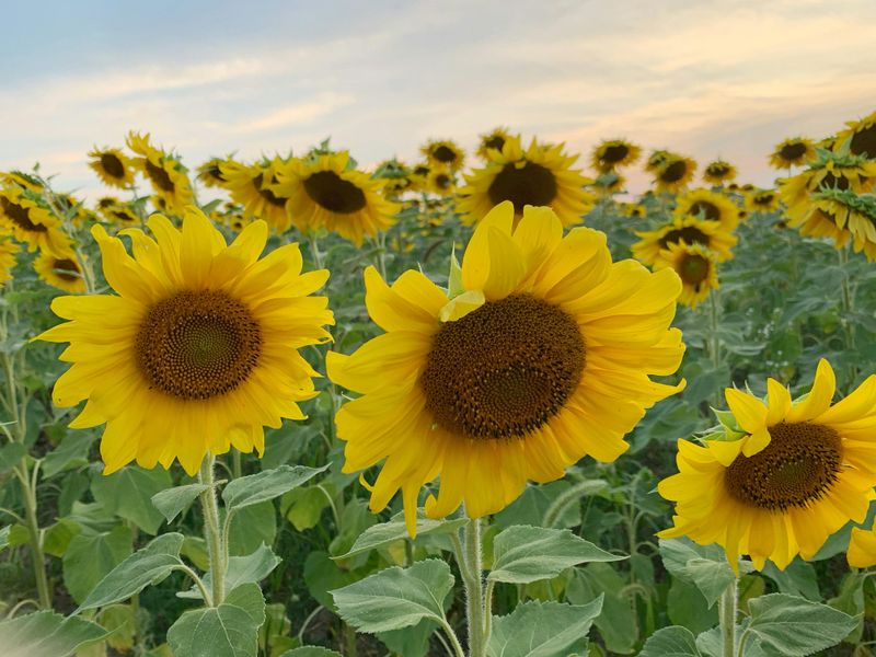 Check The Rules Before You Drive Out