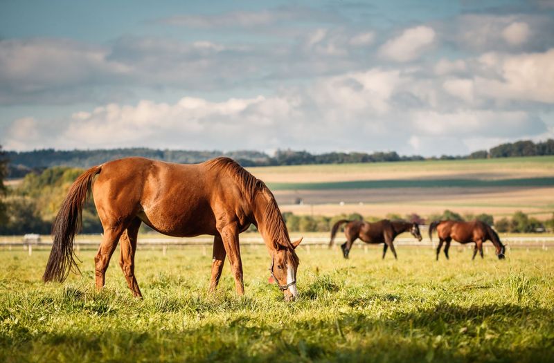 Pick Your Lodging By Distance And Temperament