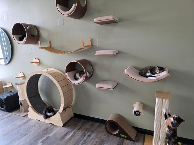 Time Your Visit For Maximum Kitty Energy