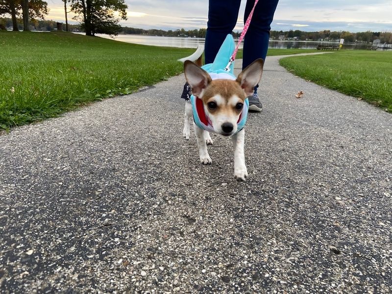 Know The Rules Before You Bring The Dog