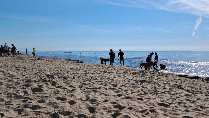 Know Where The Pet-Friendly Beach Section Begins